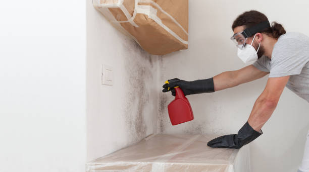 Professional Basement Mold Remediation technician working in Alberta, VA
