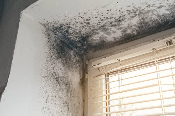 Trusted Basement Mold Remediation service in Alberta, VA - Cheap Mold Removal