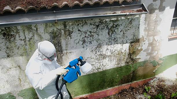 Trusted Black Mold Removal service in Alberta, VA - Cheap Mold Removal